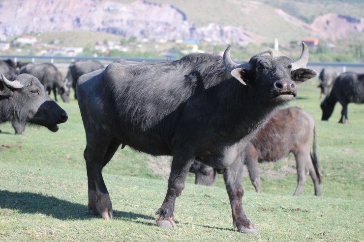 Erciyes dağının eteğinde manda, koyun ve yılkı atlarının görsel şovu