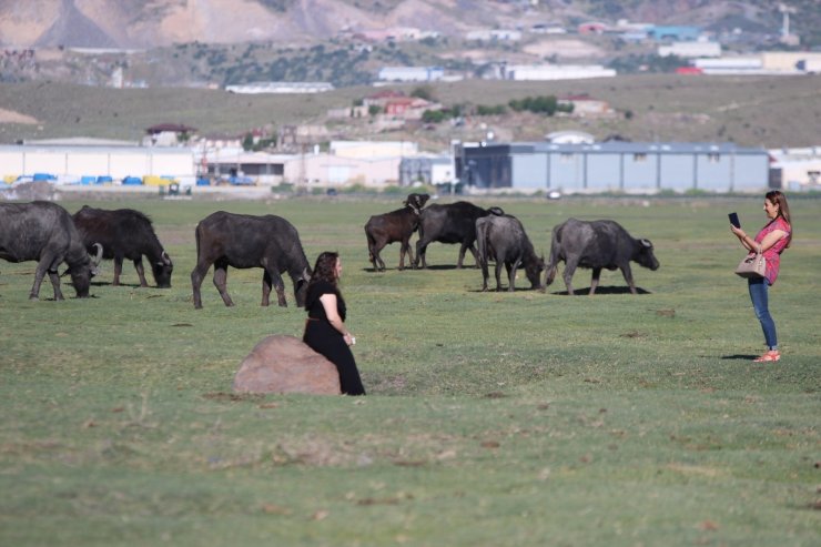 Erciyes dağının eteğinde manda, koyun ve yılkı atlarının görsel şovu