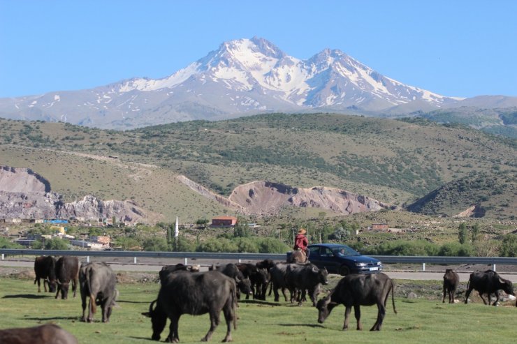 Erciyes dağının eteğinde manda, koyun ve yılkı atlarının görsel şovu