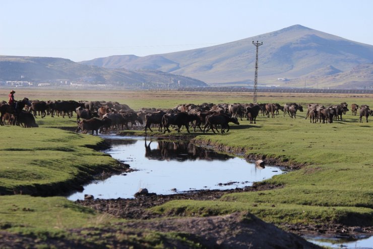 Erciyes dağının eteğinde manda, koyun ve yılkı atlarının görsel şovu