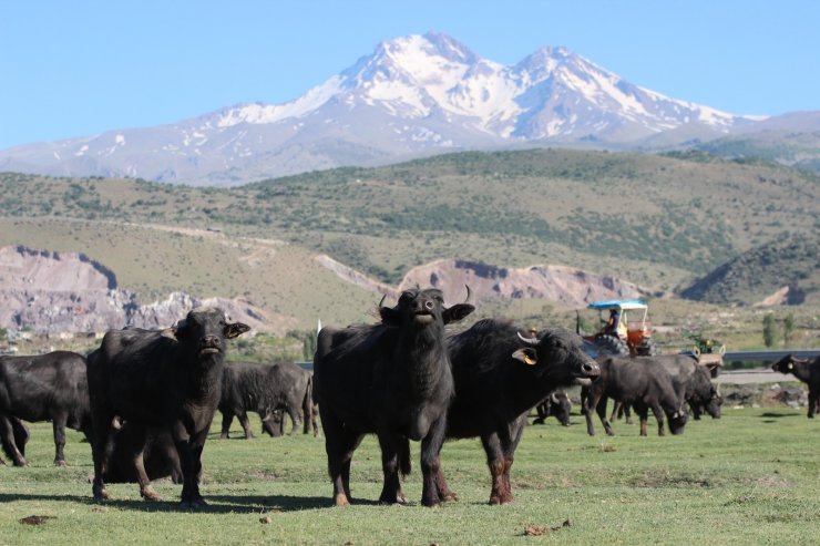 Erciyes dağının eteğinde manda, koyun ve yılkı atlarının görsel şovu