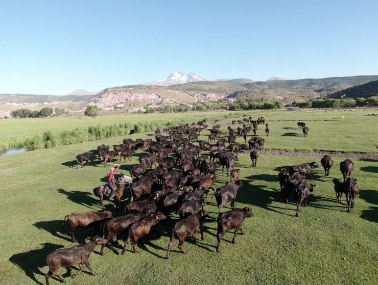 Erciyes dağının eteğinde manda, koyun ve yılkı atlarının görsel şovu