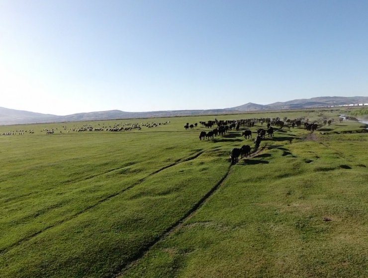 Erciyes dağının eteğinde manda, koyun ve yılkı atlarının görsel şovu