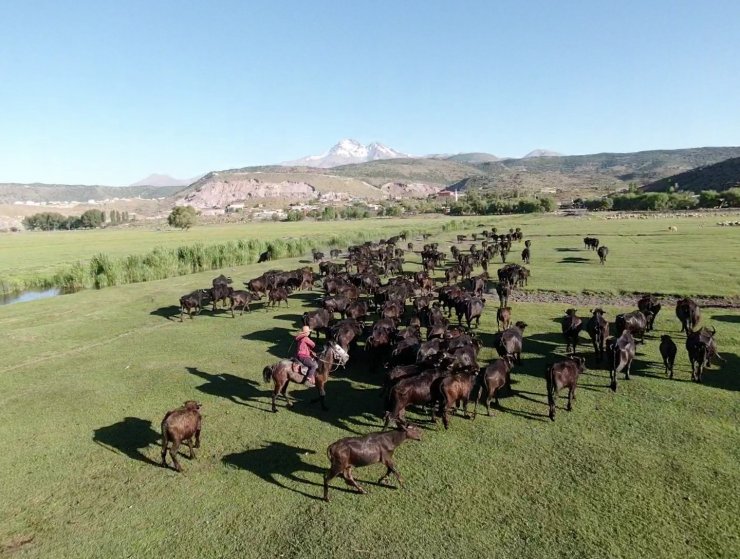 Erciyes dağının eteğinde manda, koyun ve yılkı atlarının görsel şovu