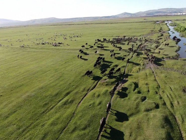 Erciyes dağının eteğinde manda, koyun ve yılkı atlarının görsel şovu