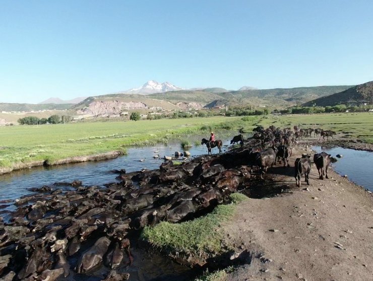 Erciyes dağının eteğinde manda, koyun ve yılkı atlarının görsel şovu