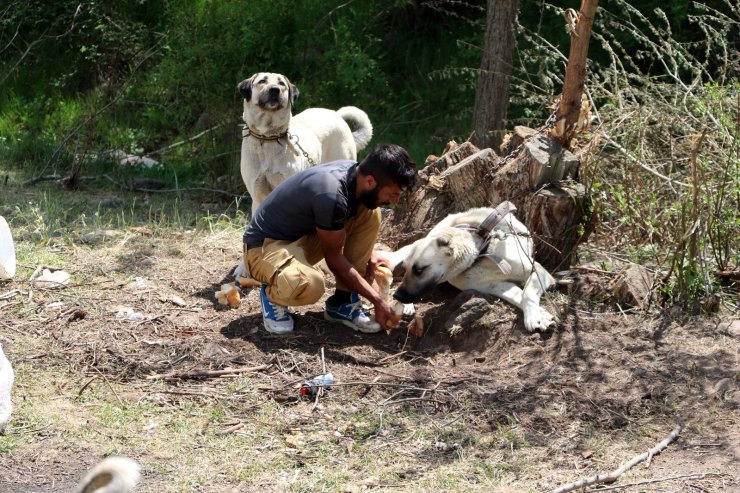 Sokak hayvanları için günlük 12 kilometre kat ediyor
