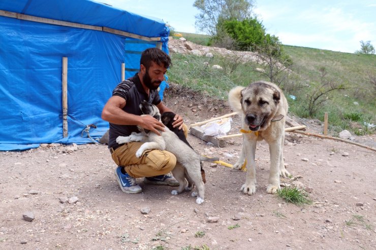 Sokak hayvanları için günlük 12 kilometre kat ediyor