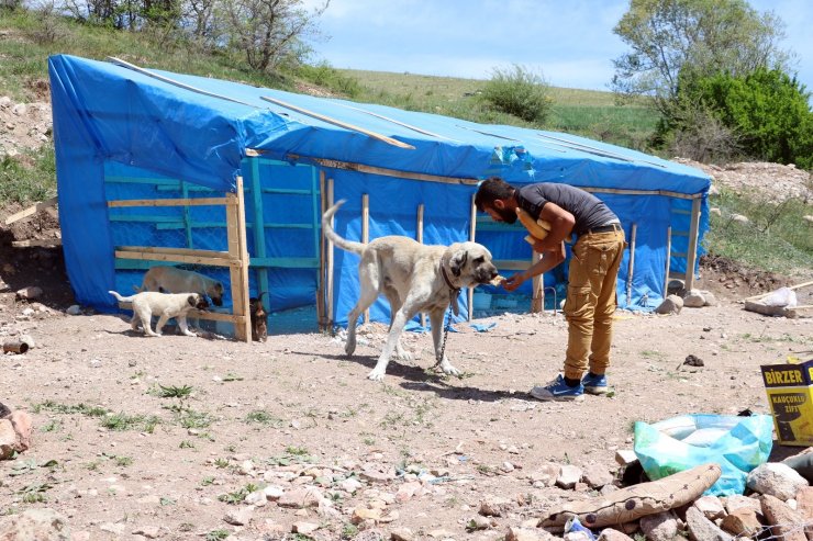 Sokak hayvanları için günlük 12 kilometre kat ediyor