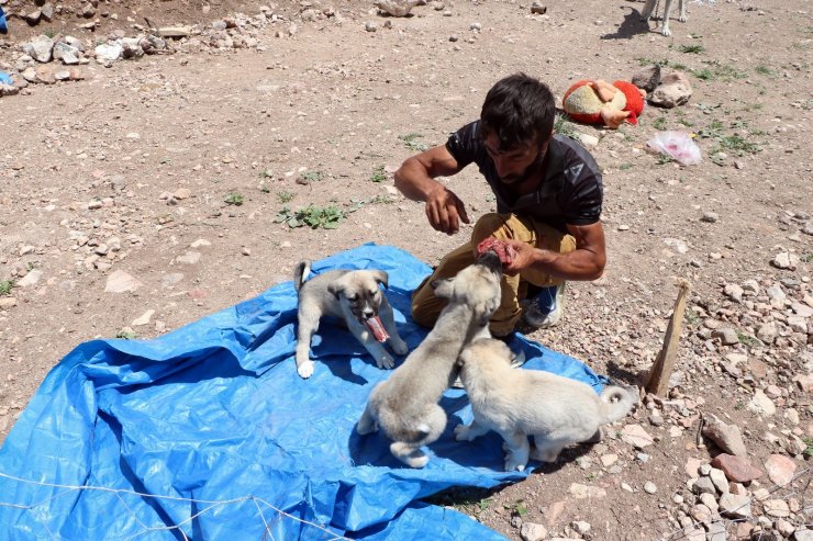 Sokak hayvanları için günlük 12 kilometre kat ediyor