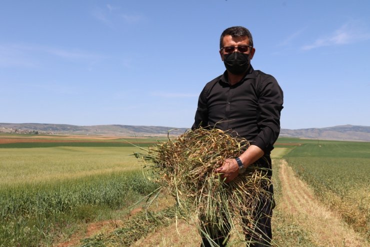 Kuraklık ve sıcak hava arpa ile buğdayı vurdu