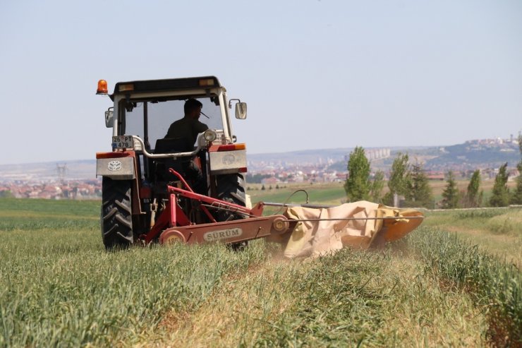 Kuraklık ve sıcak hava arpa ile buğdayı vurdu