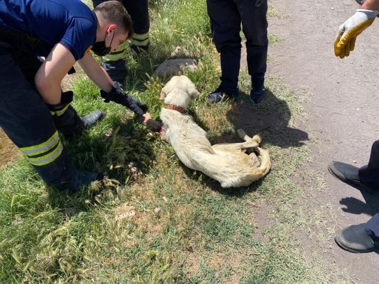 Kanala düşen yaralı köpek itfaiye ekiplerince kurtarıldı