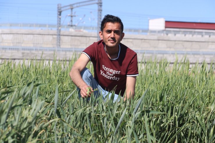 Kuraklığa karşı geliştirilen buğday genotipleri tescil yolunda