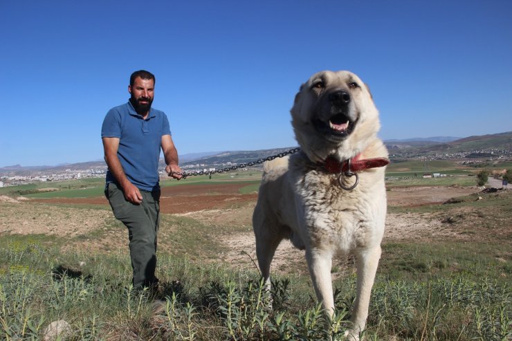 Kangal köpeği yetiştiricisi:"‘Ben üreticiyim’ diyen herkesin suç kayıtlarına bakılsın”