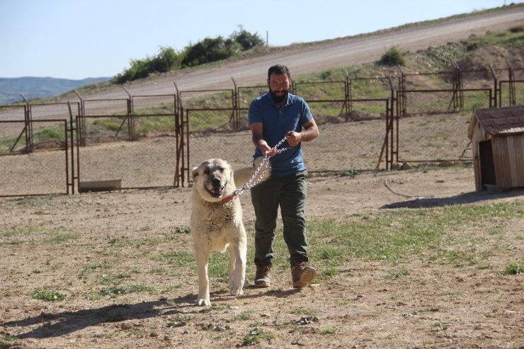 Kangal köpeği yetiştiricisi:"‘Ben üreticiyim’ diyen herkesin suç kayıtlarına bakılsın”