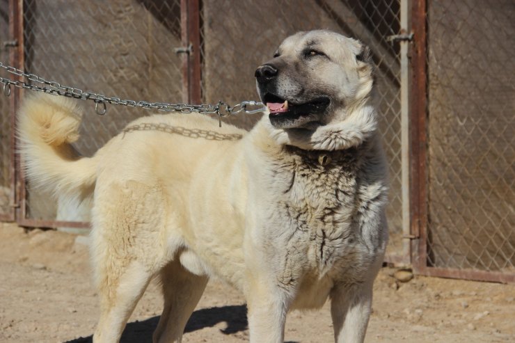 Kangal köpeği yetiştiricisi:"‘Ben üreticiyim’ diyen herkesin suç kayıtlarına bakılsın”