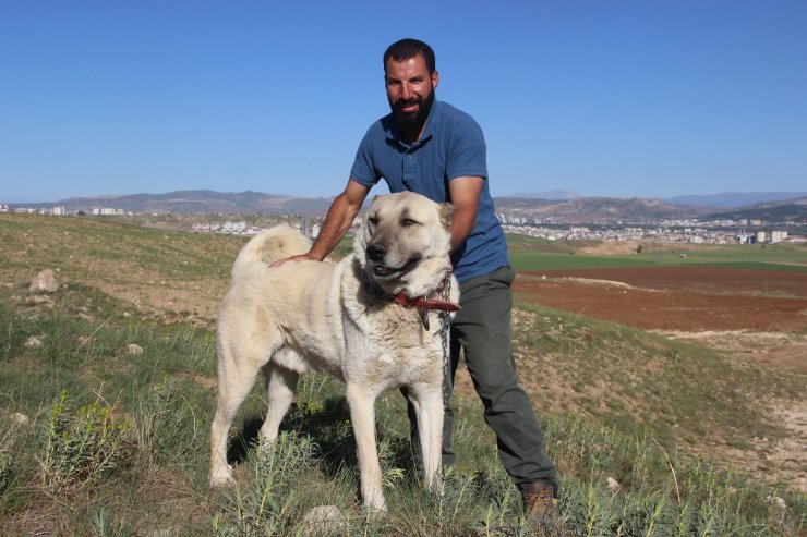 Kangal köpeği yetiştiricisi:"‘Ben üreticiyim’ diyen herkesin suç kayıtlarına bakılsın”