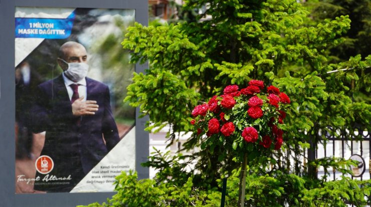 Gül sevgiyle büyür