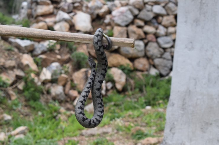 Nesli tehlike altında, Sivas’ta görüldü