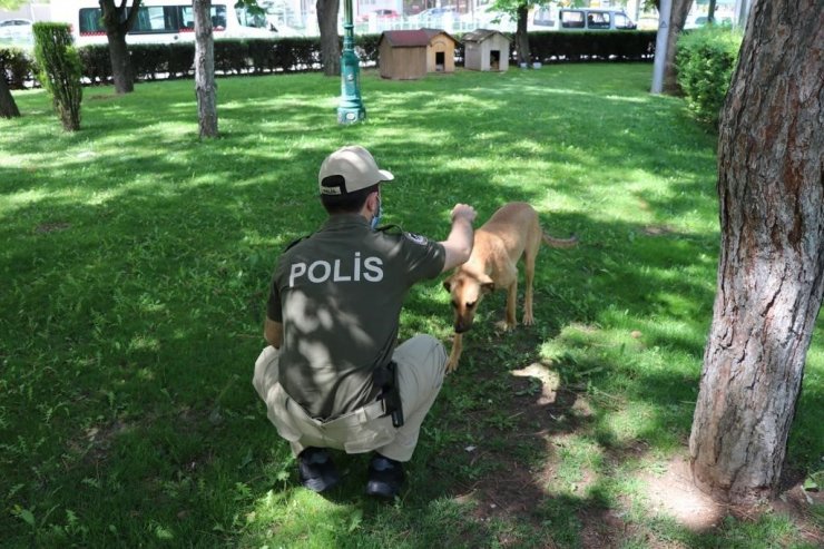 Eskişehir polisi sokak hayvanlarını unutmadı