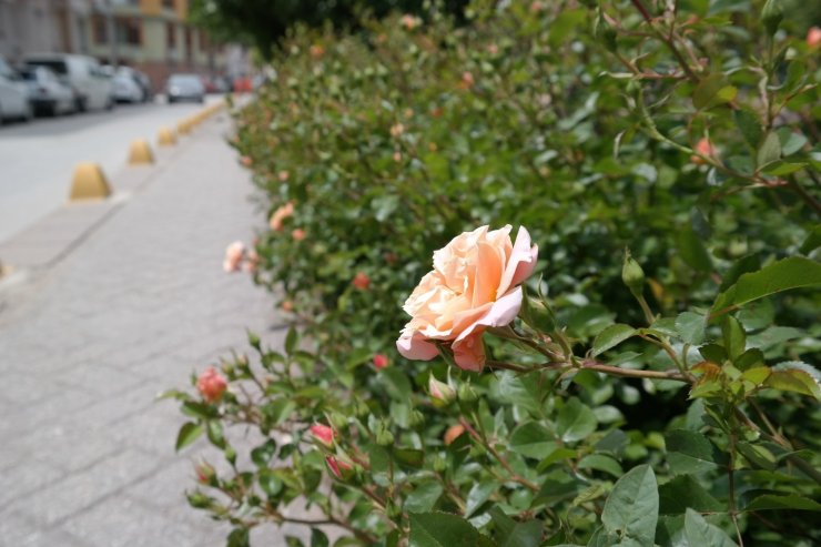 Gül mevsiminde Eskişehir’den kartpostallık görüntüler
