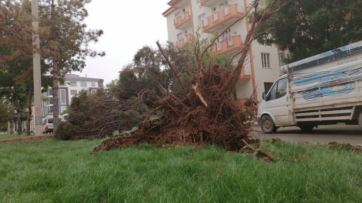 Aksaray’da şiddetli rüzgar ağacı kökünden söktü