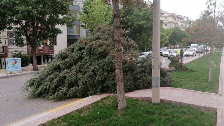Aksaray’da şiddetli rüzgar ağacı kökünden söktü