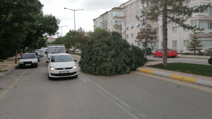 Aksaray’da şiddetli rüzgar ağacı kökünden söktü