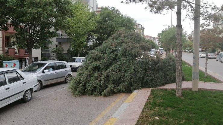 Aksaray’da şiddetli rüzgar ağacı kökünden söktü