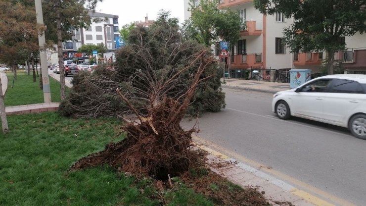 Aksaray’da şiddetli rüzgar ağacı kökünden söktü
