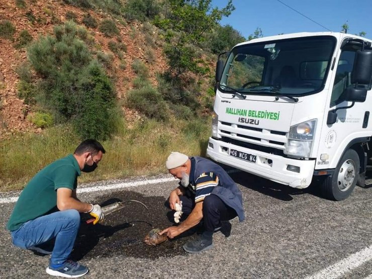Yaralı kaplumbağaya can suyu