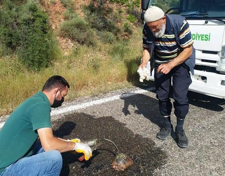 Yaralı kaplumbağaya can suyu