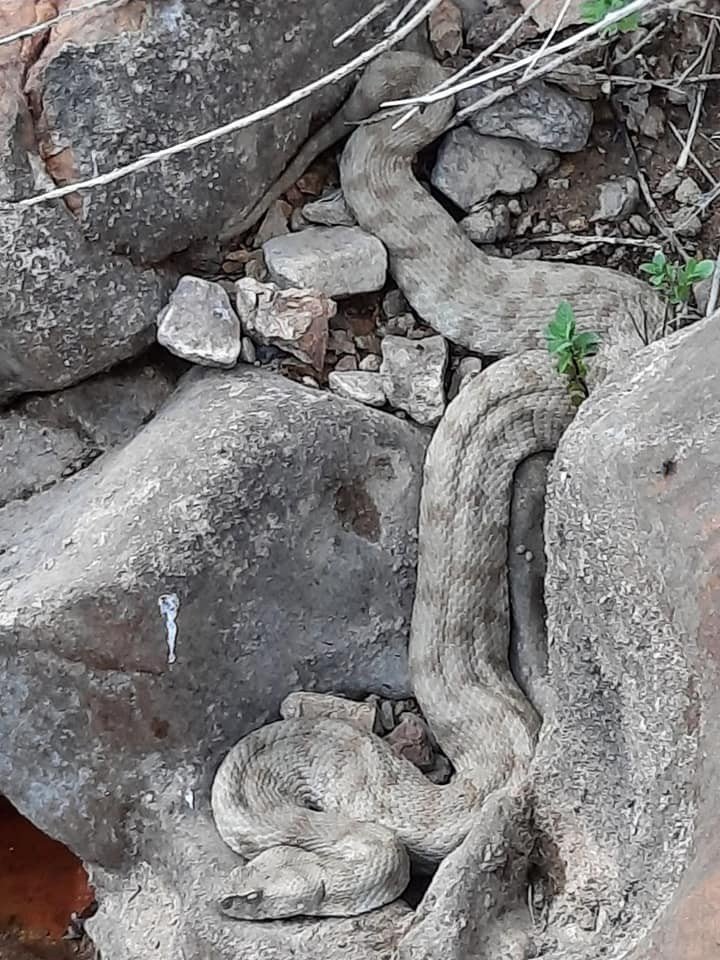 En zehirli türler arasında yer alıyor, o ilde görüldü