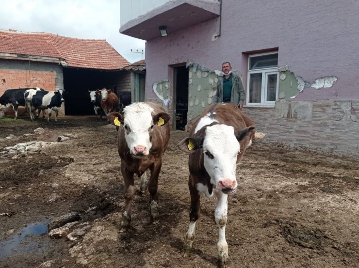 Yem fiyatlarındaki artış süt üreticilerini endişelendiriyor