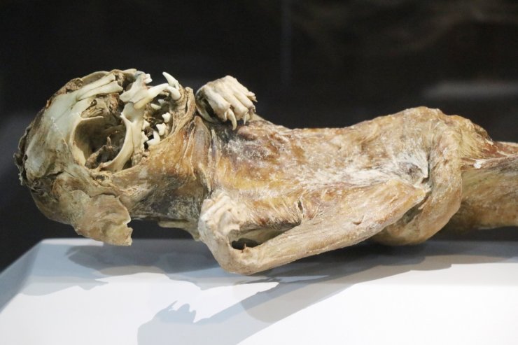 9. ve 11. yüzyıla ait insan ve hayvan mumyaları