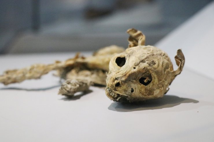 9. ve 11. yüzyıla ait insan ve hayvan mumyaları