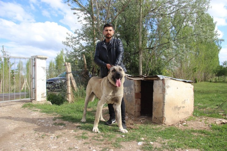 Kuyuya düşen ineği fark eden Kangal köpeği saatlerce başından ayrılmadı
