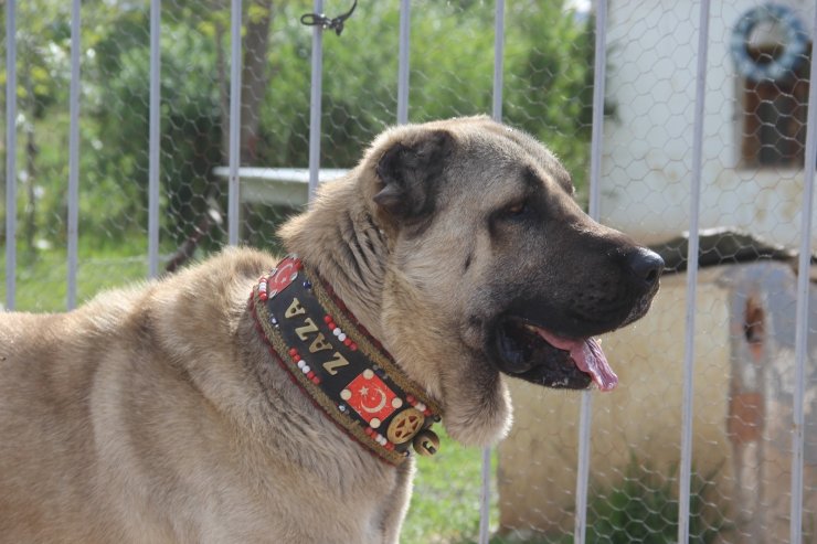 Kuyuya düşen ineği fark eden Kangal köpeği saatlerce başından ayrılmadı