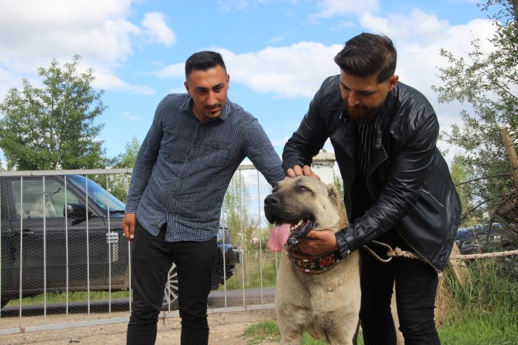 Kuyuya düşen ineği fark eden Kangal köpeği saatlerce başından ayrılmadı