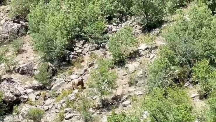 Konya’da nesli tehlike altında olan bozayı görüntülendi