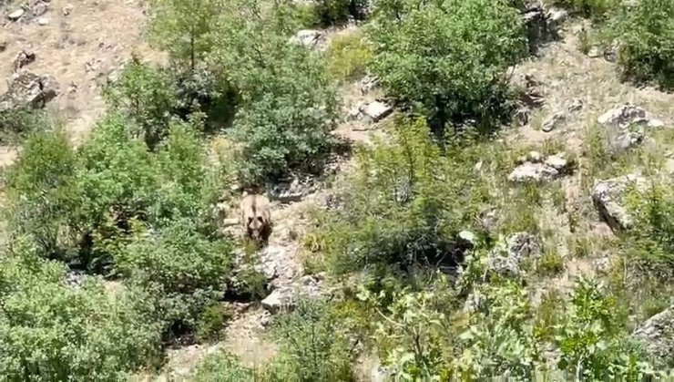 Konya’da nesli tehlike altında olan bozayı görüntülendi