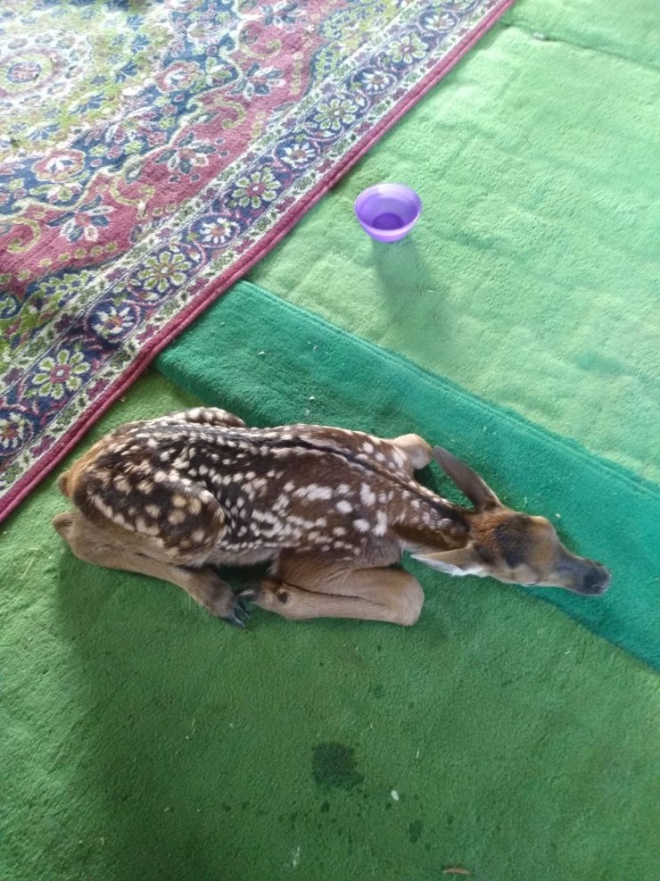 Çoban yolunu şaşıran geyik yavrusunu doğaya bıraktı