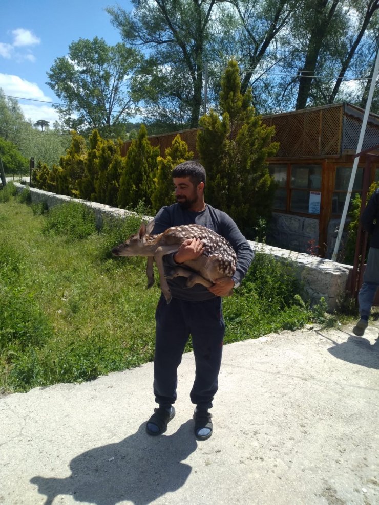 Çoban yolunu şaşıran geyik yavrusunu doğaya bıraktı