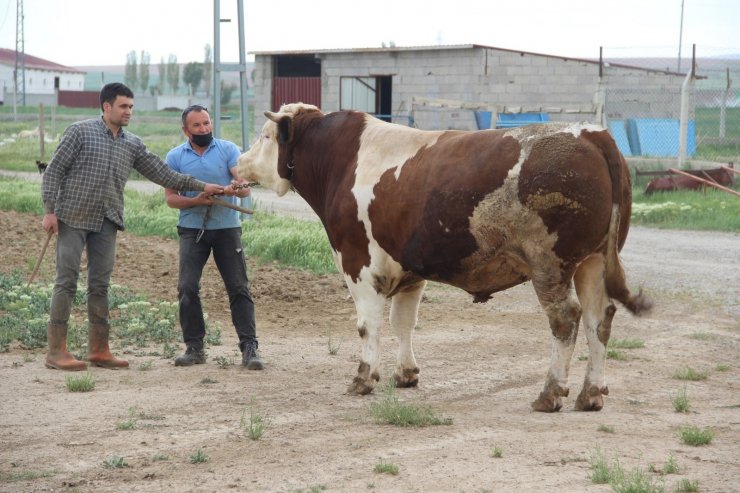 Fiyatıyla dudak uçuklatıyor, görenler gözlerine inanamıyor