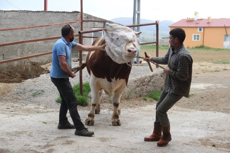 Fiyatıyla dudak uçuklatıyor, görenler gözlerine inanamıyor