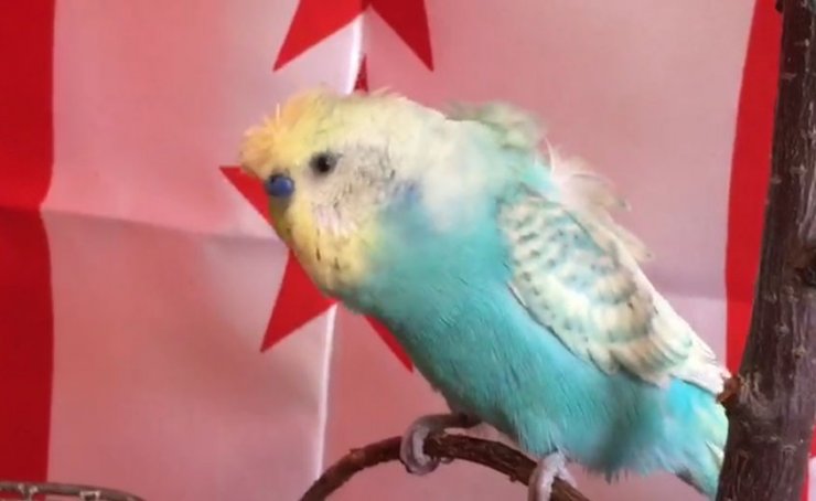 Muhabbet kuşundan milli takıma destek!