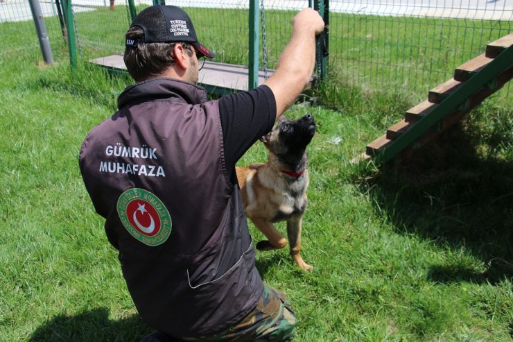 Rekor uyuşturucu yakalamalarına imza atan gümrük muhafaza memurları böyle eğitiliyor