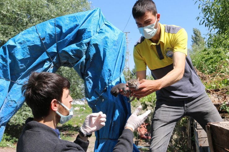 Annesiz kalan yavru kedilere Yahyalı Belediyesi sahip çıktı