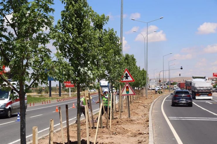 Aksaray’da E-90 Karayolu şeker akçe ağaçları ile donatılıyor